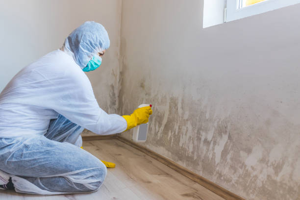 Licensed Attic Mold Removal service in Wilson, NC - WQB Mold Removal
