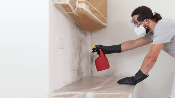 Professional Attic Mold Removal technician working in Wilson, NC