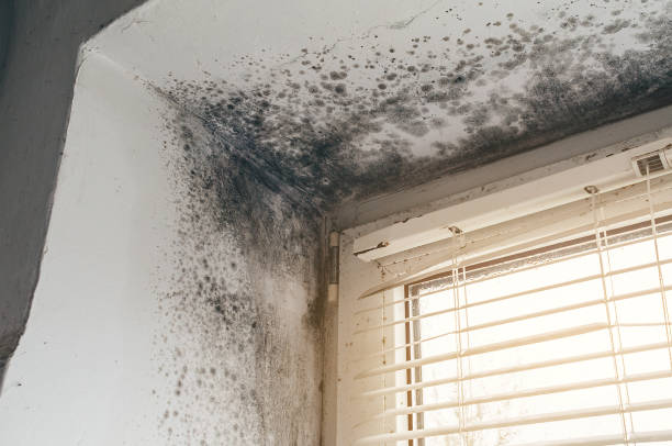 Affordable Attic Mold Removal solutions in Wilson, NC