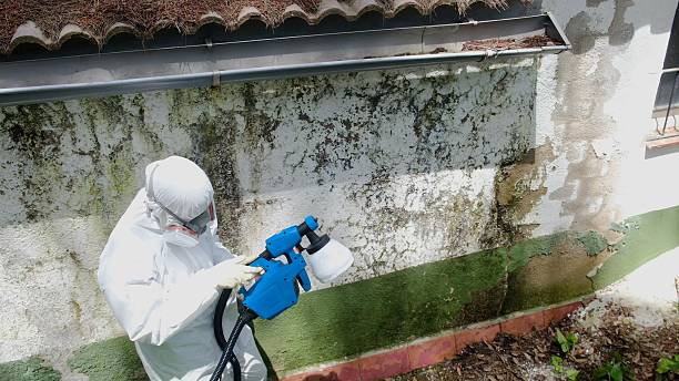 Top rated local Attic Mold Removal specialists in Wilson, NC